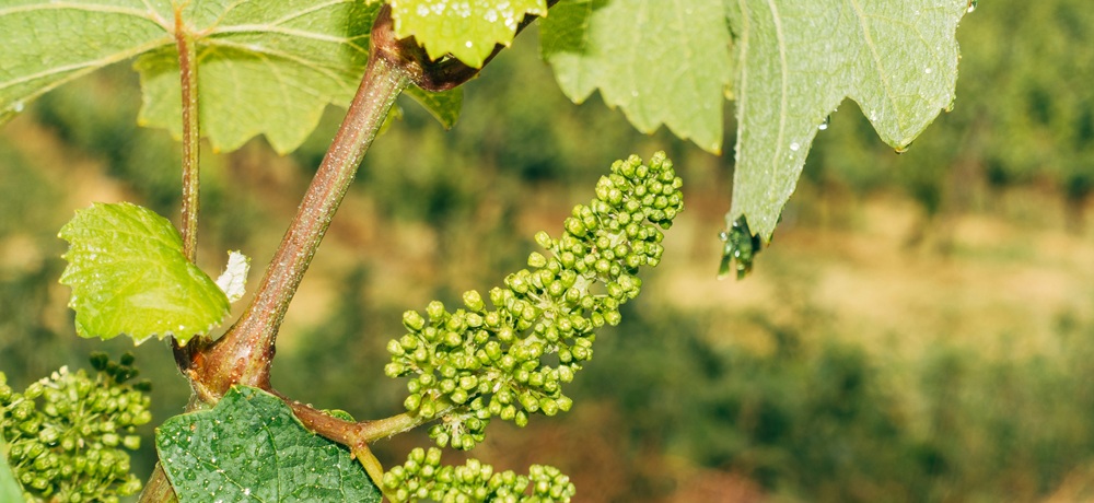 Weinmarketing mit Instagram: Dein Winzeralltag interessiert deine Kunden mehr als Analysewerte